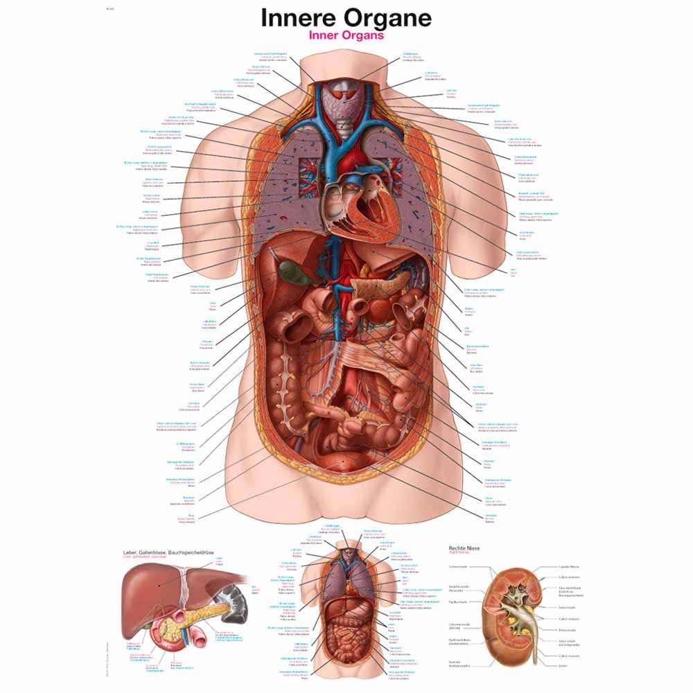 Anatomische Lehrtafel mit Rumpfansicht innerer Organe und Detailausschnitten