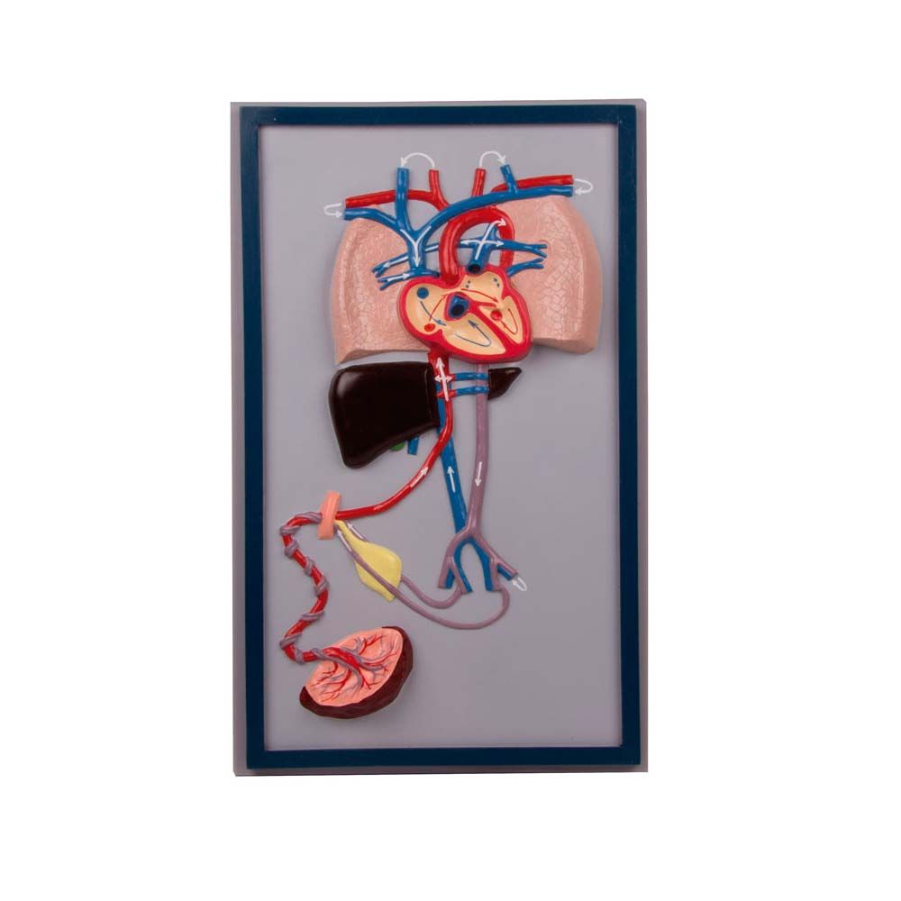 Erler Zimmer Modell des Fetalkreislaufs im Rahmen mit Sockel, anatomische Organe und Gefäße