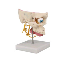 Lebensgroßes Sinnesorgan-Modell von Erler Zimmer, anatomisches Kopfmodell mit Stativ