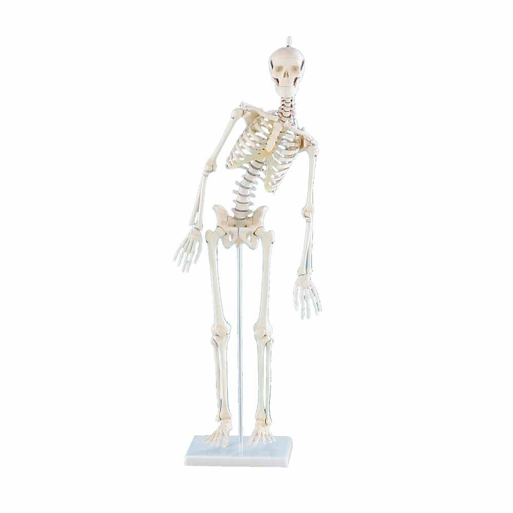Miniatur-Menschenskelett auf Sockel, stehende Ansicht von der Seite (rechts gedreht)
