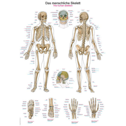 Anatomische Lehrtafel mit menschlichem Skelett: Vorder- und Seitenansicht sowie Detailgrafiken