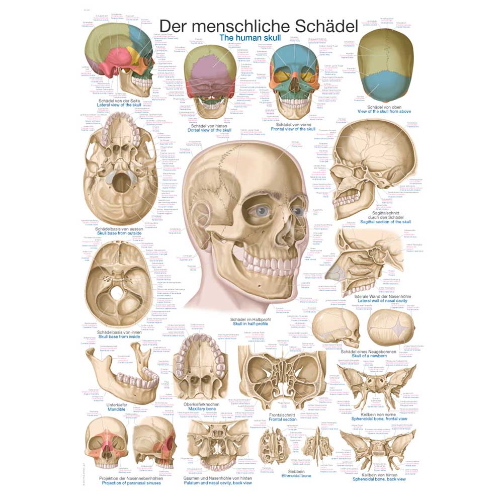 Anatomische Lehrtafel Schädel: Vorder-, Seiten- und Schnittansichten