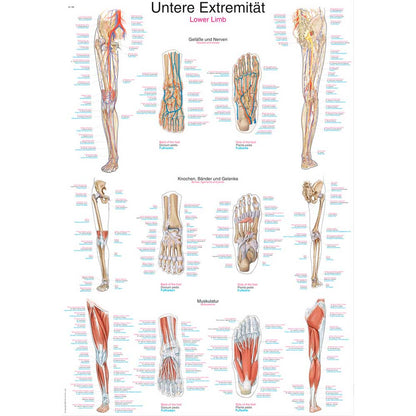 Anatomische Lehrtafel Untere Extremität mit Bein- und Muskelgrafiken