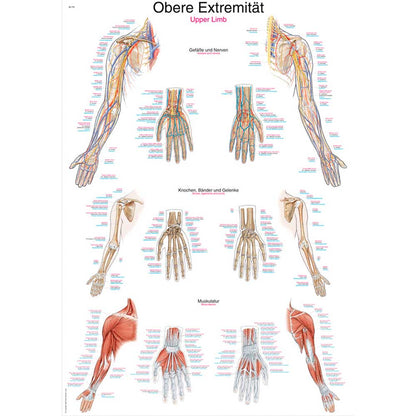 Anatomische Lehrtafel obere Extremität mit Muskelansicht von Oberarm und Unterarm