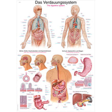 Anatomische Lehrtafel zum Verdauungssystem mit farbigen Körper- und Organabbildungen