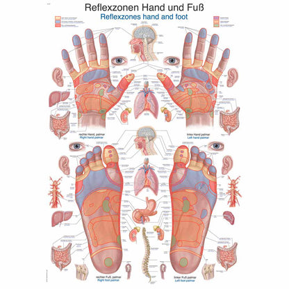 Anatomische Lehrtafel mit Reflexzonen von Hand und Fuß, farbiges Schema