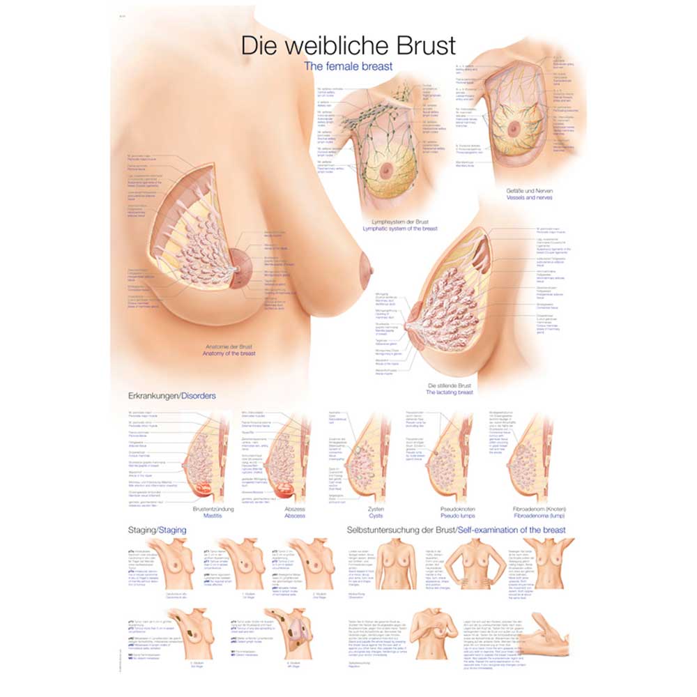Anatomische Lehrtafel zur weiblichen Brust mit Diagrammen, Schnitten und Markierungen