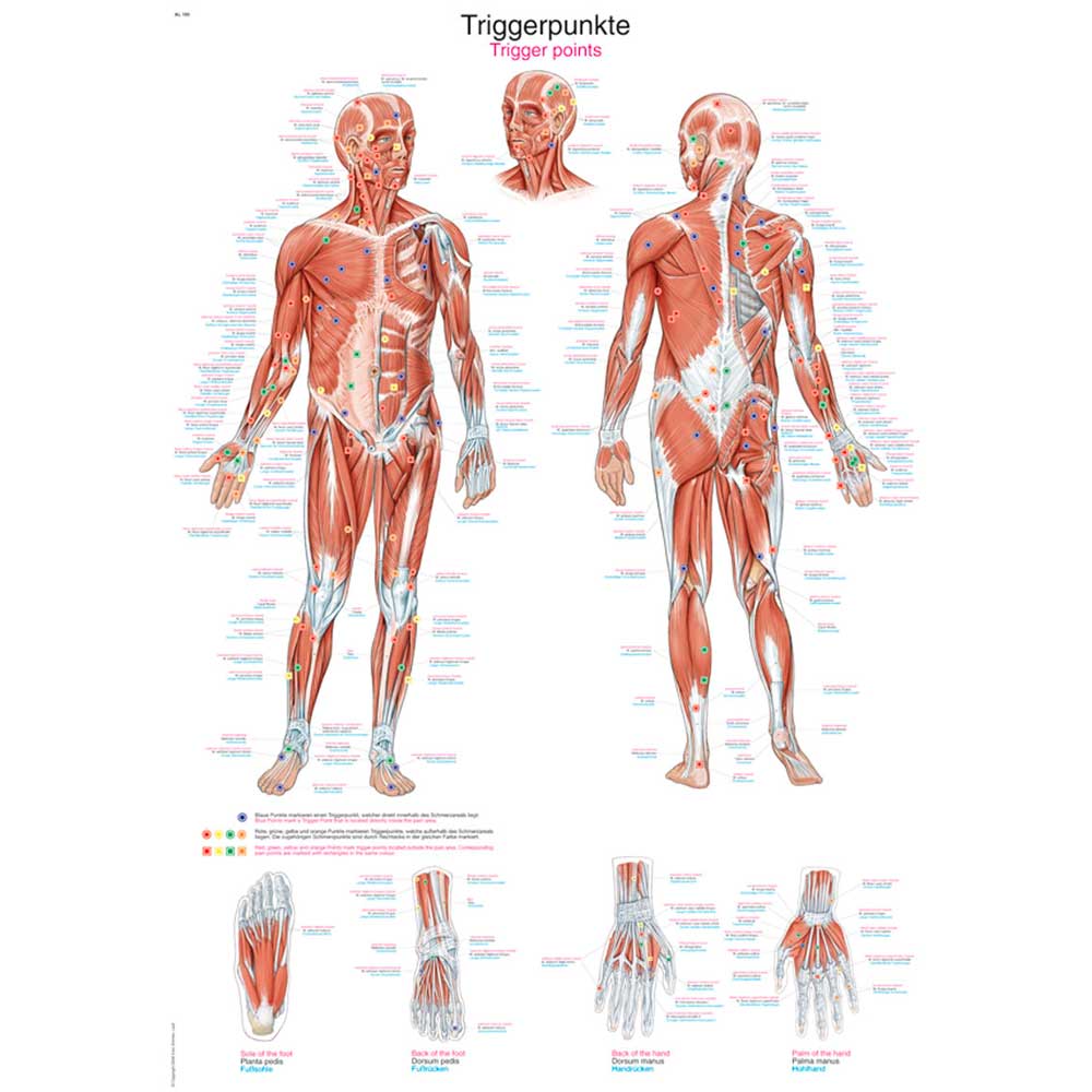 Erler Zimmer anatomische Lehrtafel für Triggerpunkte: Körper- und Extremitäten-Details