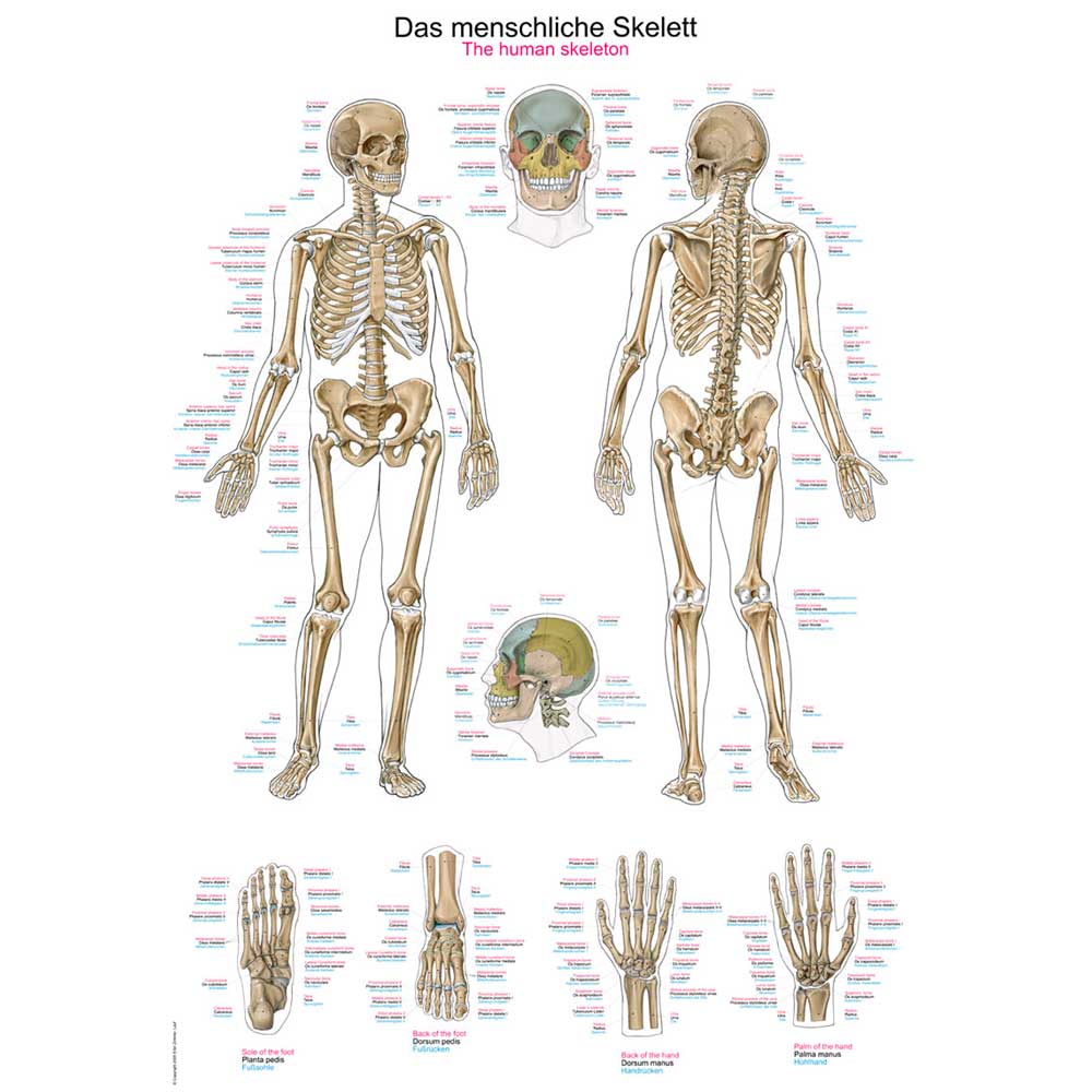 Anatomische Lehrtafel mit menschlichem Skelett: Ganzkörperdarstellung und Detailansichten von Kopf, Händen