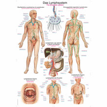 Erler Zimmer anatomische Lehrtafel Lymphsystem mit Detailgrafik und Beschriftungen