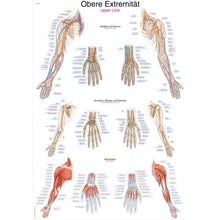 Anatomische Lehrtafel obere Extremität mit Schemata zu Knochen, Bändern und Gelenken