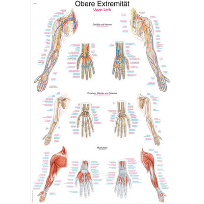 Anatomische Lehrtafel obere Extremität mit Schemata zu Knochen, Bändern und Gelenken