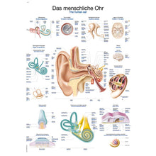 Anatomische Lehrtafel menschliches Ohr mit gelabelter Seiten- und Schnittansicht
