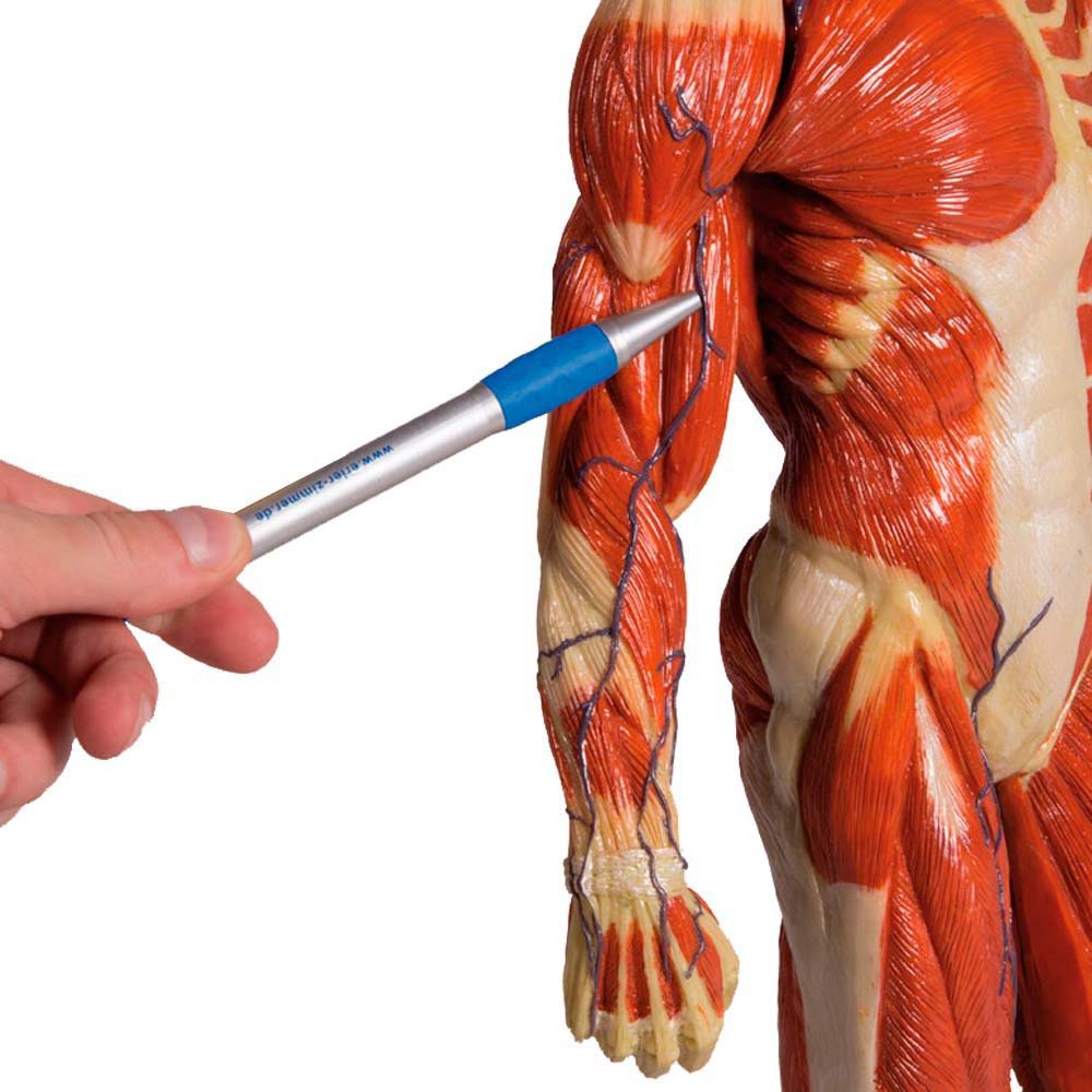Detail der Miniatur-Muskelfigur: Muskeln und Gelenke am Bein, Zeigestab zeigt Bereich