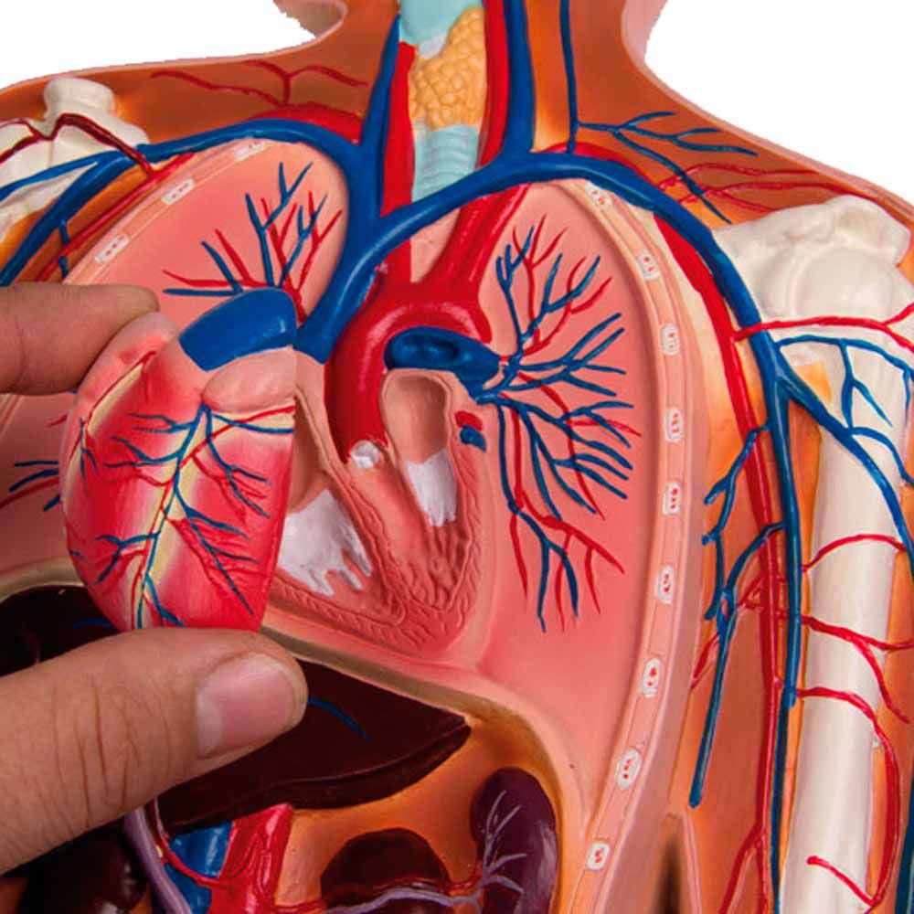 Nahaufnahme Blutkreislauf-Relief mit Herz und blauen Arterien, von Hand gehalten