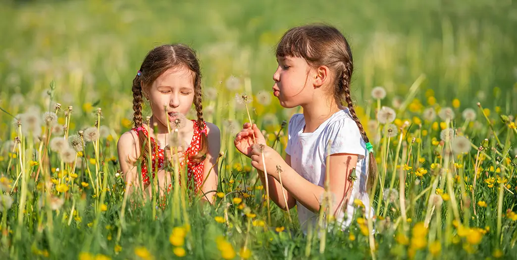 The hygiene hypothesis suggests that allergies are weaker or absent if the immune system is 'trained' at a young age