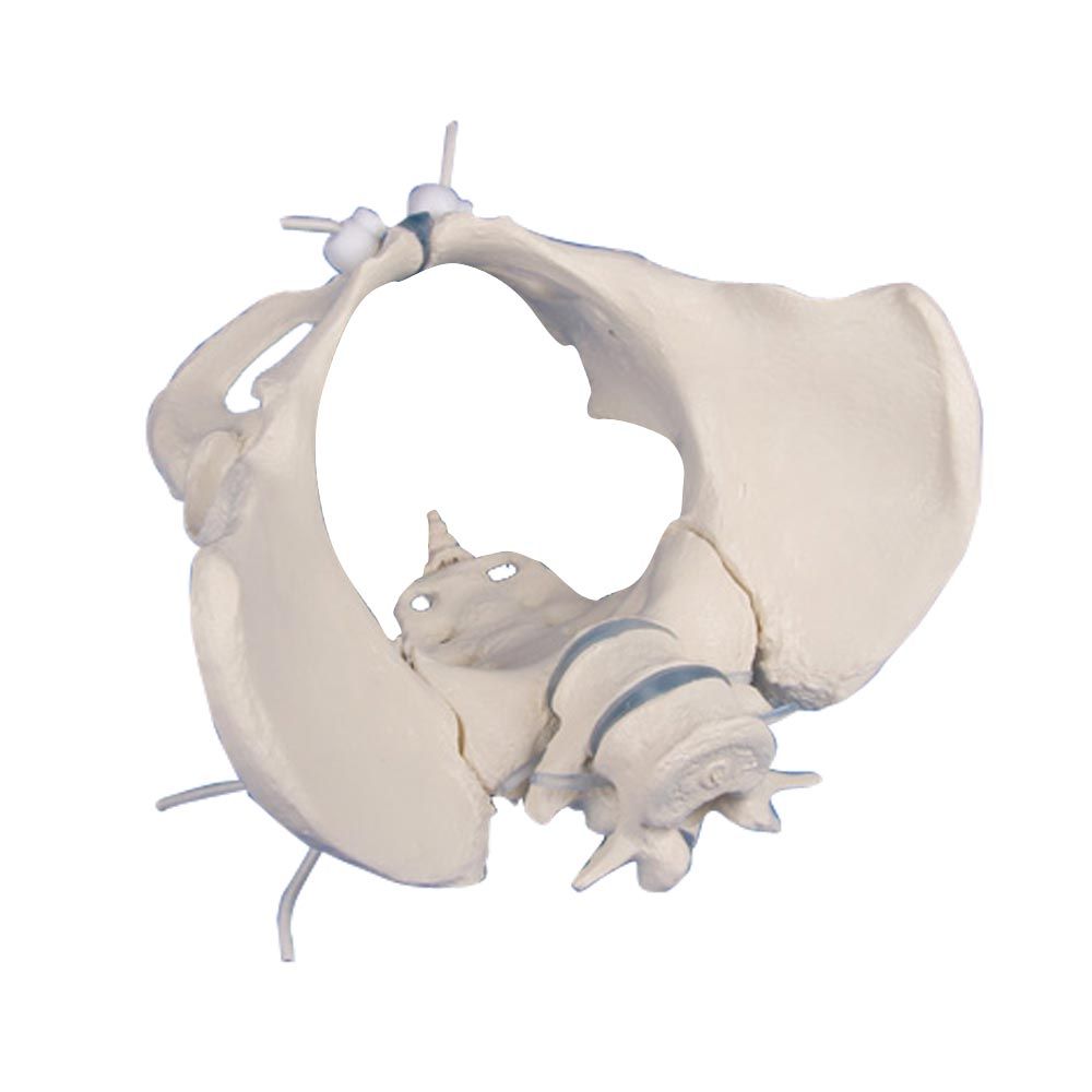 Erler Zimmer Female Pelvis with Sacrum/2 Lumbar Vertebrae, not Movable