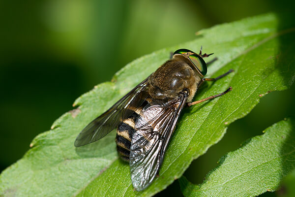 A horsefly on a leaf