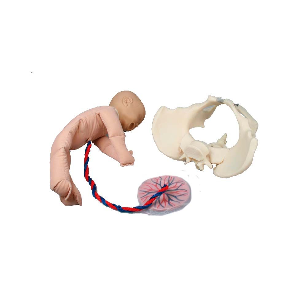 Erler Zimmer Fem. Fetus Doll w. Pelvis/Placenta/Umbilical Cord, Set 1