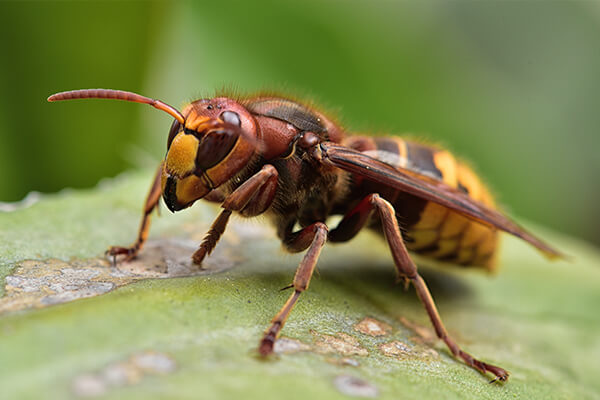 A hornet sitting on a leaf