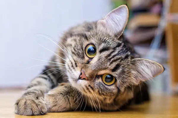 A cat lying on the floor, looking at the camera