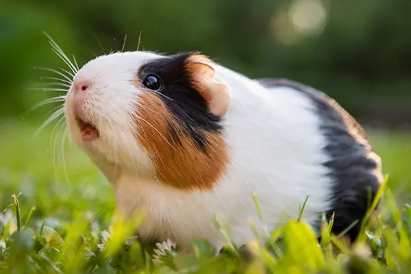 A guinea pig sitting on a lawn