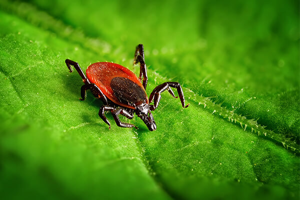 A tick on a leaf