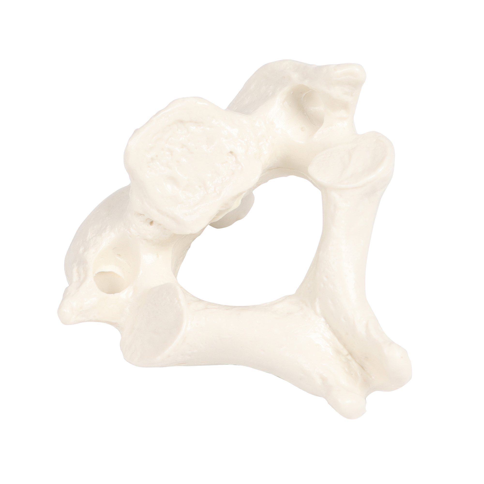 Erler Zimmer Male Vertebral Model, Single, TH4