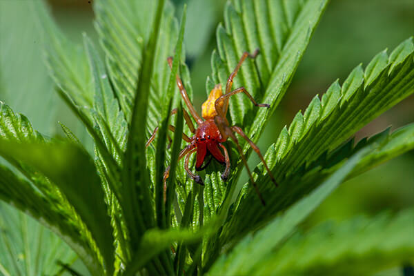 The yellow sac spider on a plant