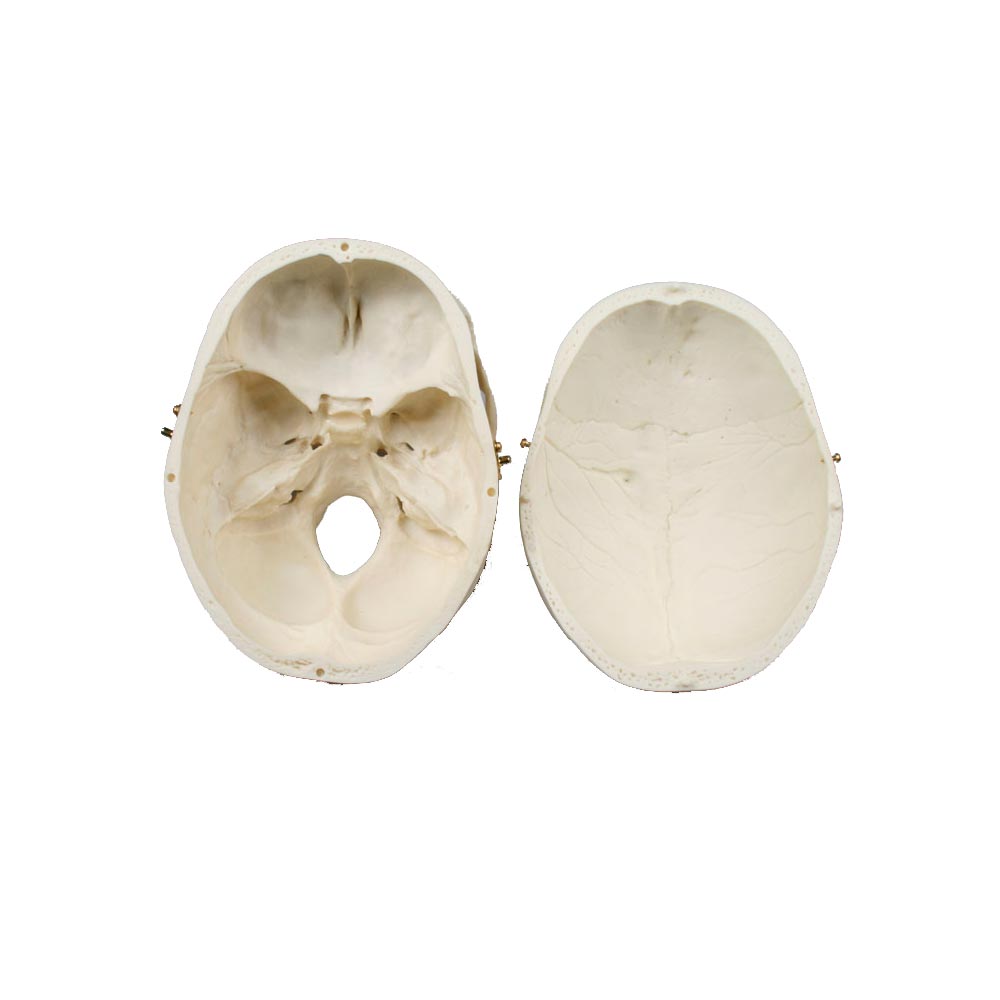 Erler Zimmer Adult Skull, Separable, Female