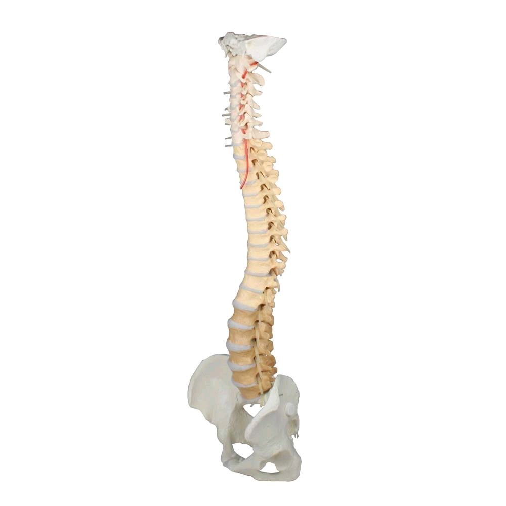 Erler Zimmer Spine with pelvis, vertebrae didactic colored, tripod