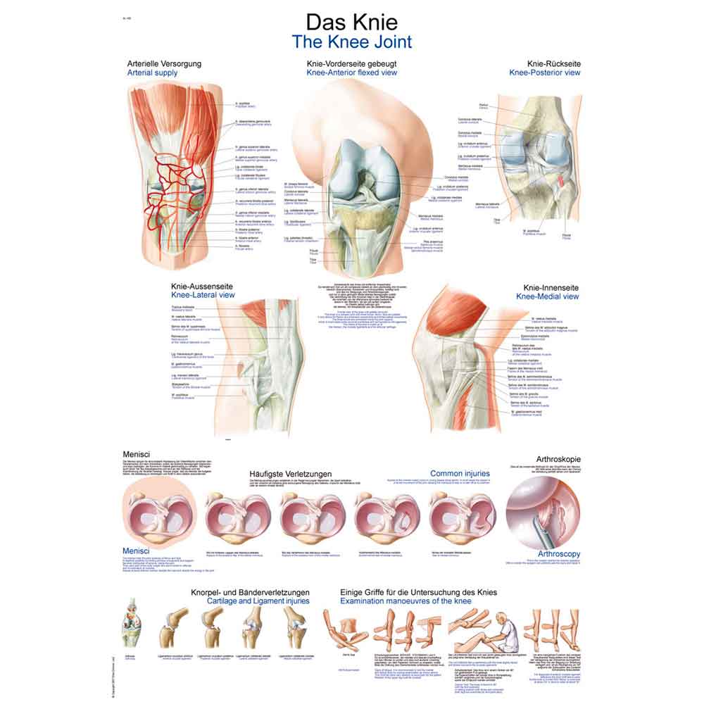 Erler Zimmer Anat. Chart "The Knee", 50x70cm