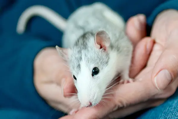 A fancy rat sitting in a man's hands