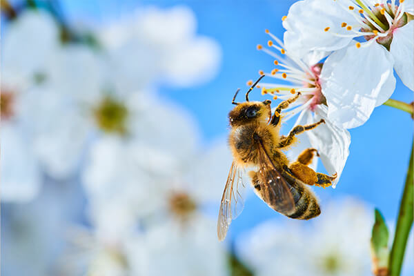 A bee collecting nectar from a flower