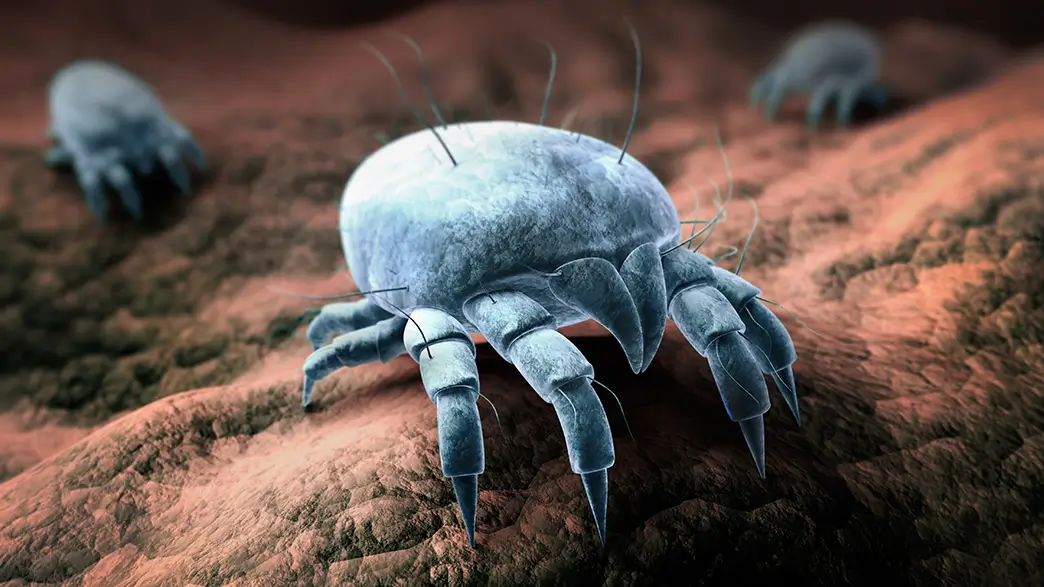 Graphic, magnified depiction of house dust mites with oval bodies, spiky, spider-like legs, and thorn-like mouthparts