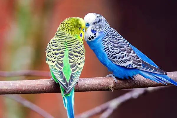 Two budgies sitting on a branch