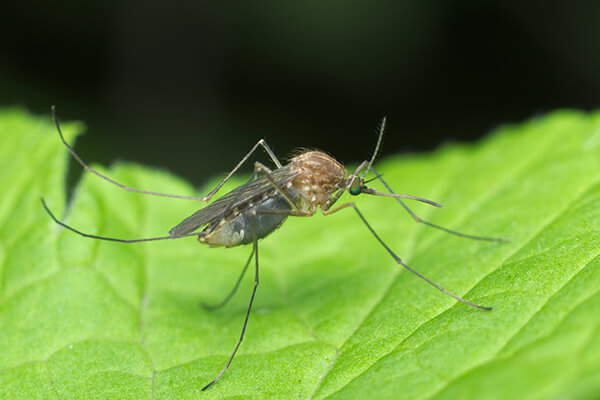 A mosquito sitting on a leaf