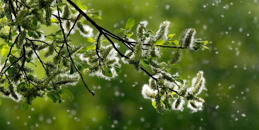 Because not all plants bloom simultaneously, pollen allergies can occur from spring to autumn