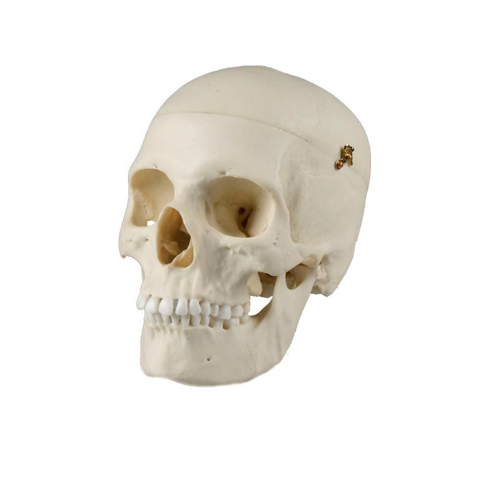 Erler Zimmer Adult Skull, Separable, Female