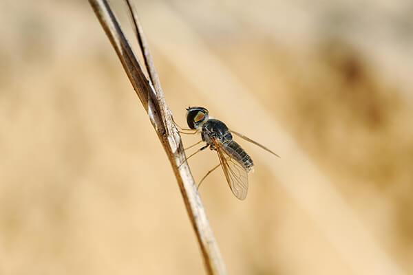 A black fly sitting on a leaf