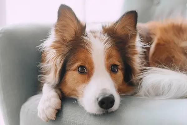 A Collie lying on a sofa