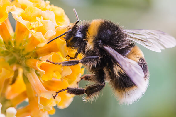 A bumblebee collecting nectar from a flower