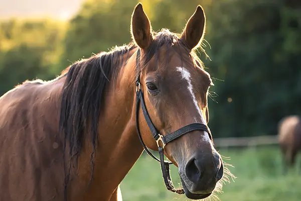 A horse standing in a meadow