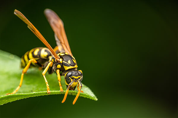 A wasp sitting on a leaf