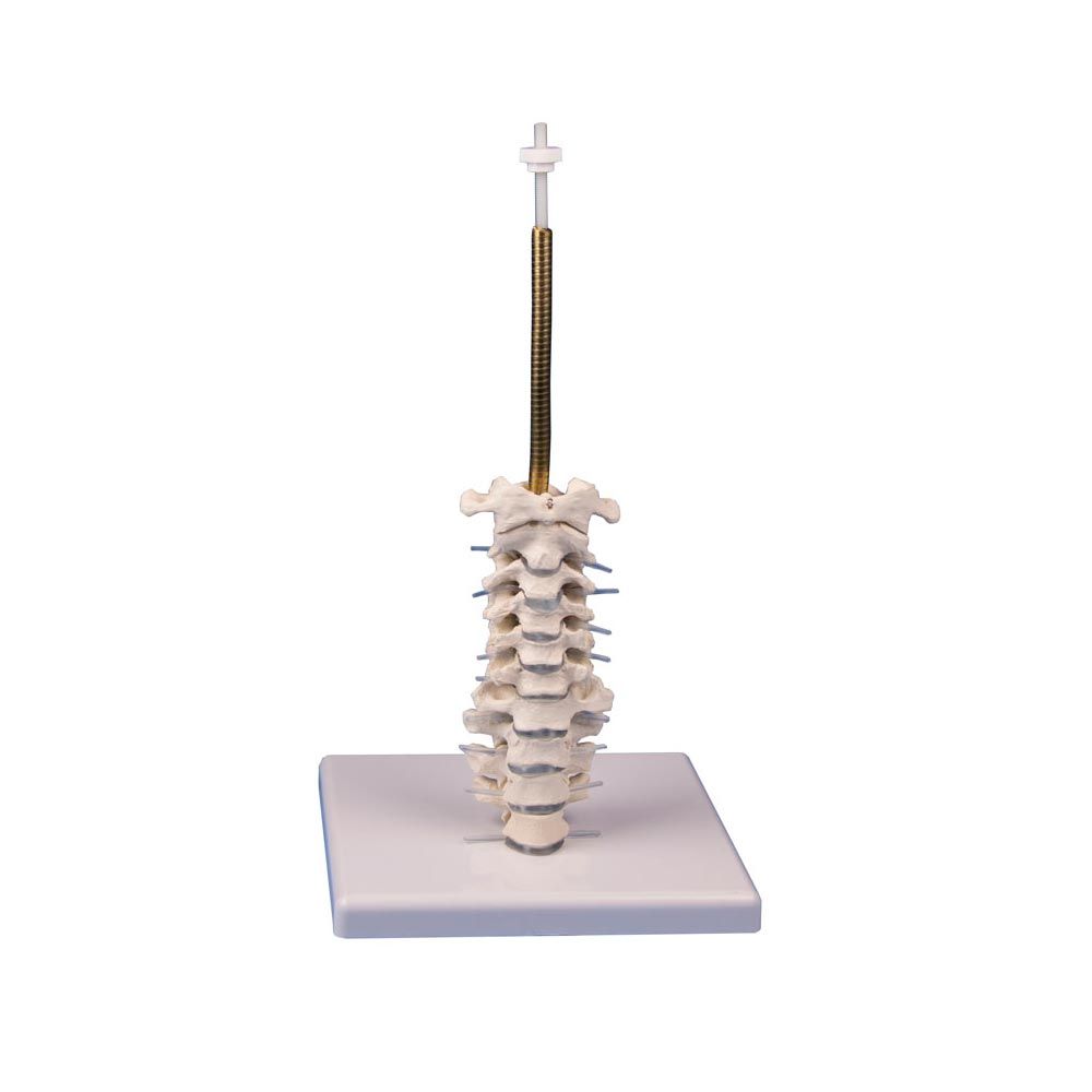 Erler Zimmer Skull Stand Cervical Stand